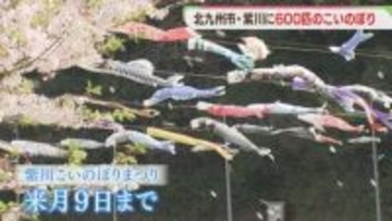 「こどもの日」を前に北九州市の紫川に600匹のこいのぼり