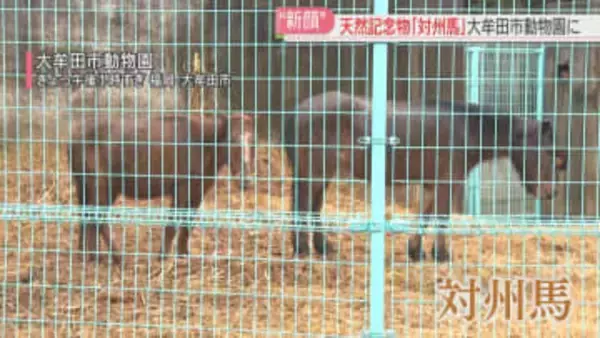 天然記念物「対州馬」兄と妹　大牟田市動物園の仲間入り「のんびりゆっくり過ごして」　福岡