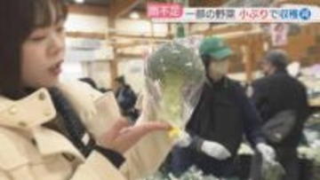 野菜が小ぶりに　旬のかんきつ類は甘く　福岡で少雨の影響続く