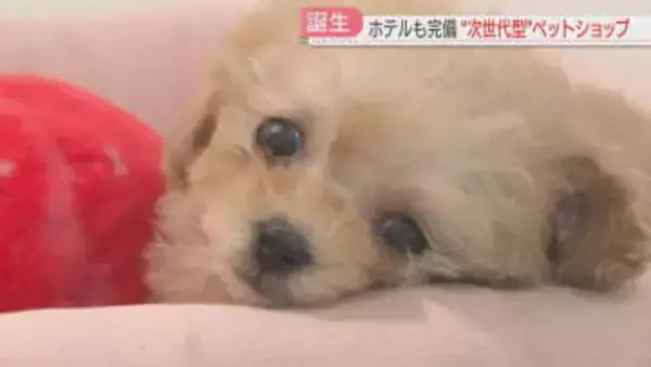 店内に専用キッチン　ペットショップがオープンへ　福岡