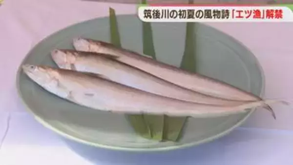 筑後川の初夏の風物詩「エツ漁」解禁　包丁始めの儀　豊漁と安全を祈願　福岡