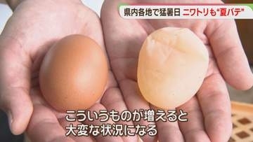 【猛暑】ニワトリも夏バテ　養鶏場では　福岡