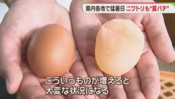 【猛暑】ニワトリも夏バテ　養鶏場では　福岡