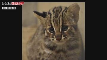 【速報】「なぎ」です　よろしくね　ツシマヤマネコの子ネコ　投票で名前が決定　福岡市動物園
