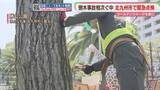 「公園の樹木を緊急点検　相次ぐ倒木事故を受け　GW連休前に伐採など対応へ　北九州市」の画像1