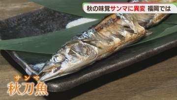 「秋の味覚」サンマが高値　葉物野菜は値上がり　今後は　福岡