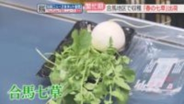 「合馬七草」出荷のピーク　ことしは生育が順調　1月2日ごろからスーパーなどで販売へ　北九州市