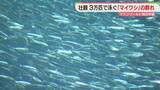 「「マイワシ」1万5000匹が仲間入り　計3万匹の群れに　マリンワールド海の中道　福岡」の画像1