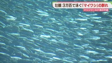「マイワシ」1万5000匹が仲間入り　計3万匹の群れに　マリンワールド海の中道　福岡