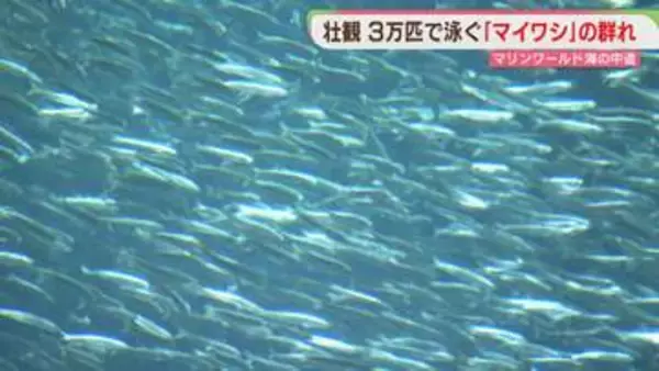 「マイワシ」1万5000匹が仲間入り　計3万匹の群れに　マリンワールド海の中道　福岡