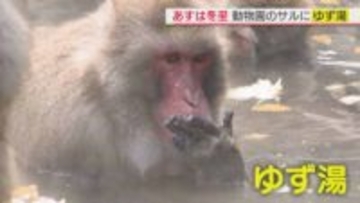 冬至を前に福岡市動物園のニホンザルに「ゆず湯」プレゼント