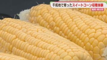 干拓地で育ったスイートコーンの収穫体験　福岡・柳川市