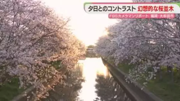 金色に染まる桜並木　川面には光の道　この時期だけの風景に魅せられて　福岡【カメリポ】