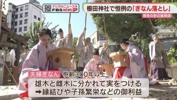 櫛田神社で「ぎなん落とし」ことしの実は例年より少なめ　雨で色づきは早く　福岡