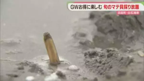 【GW】「バター焼きで」潮干狩りで「マテ貝」掘り　福岡