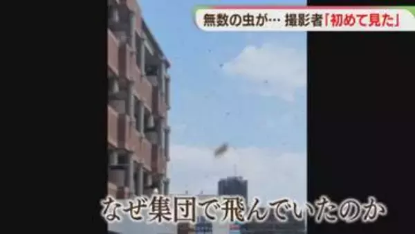 空を舞う大群の正体は　撮影者「初めて見た」　専門家「そっと離れて」　福岡
