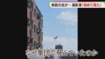 空を舞う大群の正体は　撮影者「初めて見た」　専門家「そっと離れて」　福岡