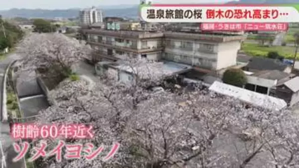 温泉旅館の桜「自慢の桜並木」倒木の恐れで老木の一部を伐採へ　福岡