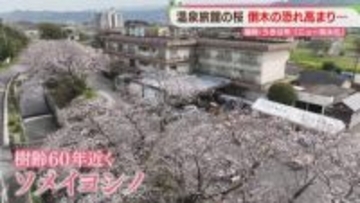 温泉旅館の桜「自慢の桜並木」倒木の恐れで老木の一部を伐採へ　福岡