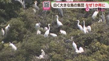 「白くて大きな鳥」なぜ大量に1か所に？　専門家に聞く【ケンミン特捜班】