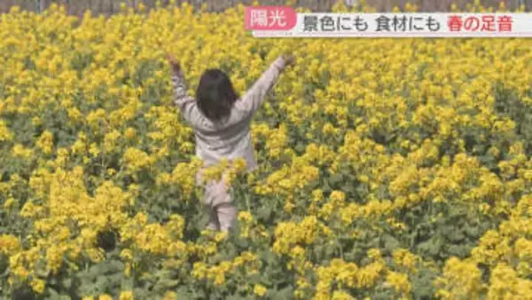 3万本の菜の花　河津桜との競演も　直売所には春野菜　ふきのとうは売り切れ　福岡