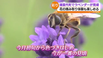猪苗代町でラベンダー見ごろ　摘み取り体験も人気　福島