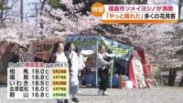 「綺麗ですね」福島市のソメイヨシノは満開　福島