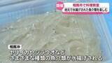 「相馬で水揚げされた魚介類で料理教室・福島」の画像1