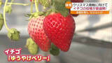 「公立の小中学校で終業式　24日から待ちに待った冬休み　クリスマス前にイチゴの収穫が最盛期」の画像1