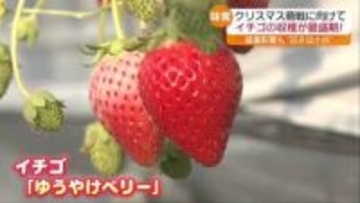 公立の小中学校で終業式　24日から待ちに待った冬休み　クリスマス前にイチゴの収穫が最盛期