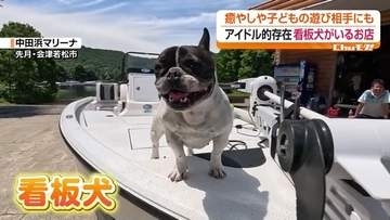 愛くるしい表情と人懐っこさでお客さんをおもてなし！福島県内の看板犬に注目