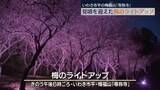 「いわき市平の梅福山「専称寺」で梅のライトアップ　福島」の画像1