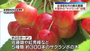 今年は“大豊作”のサクランボ/収穫期を迎え朝から大忙し　福島