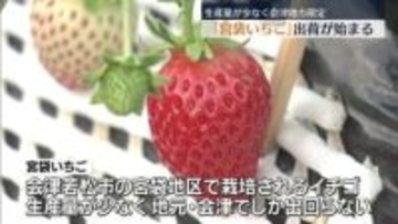 生産量が少なく会津地方でしか出回らない「宮袋いちご」出荷が始まる　福島
