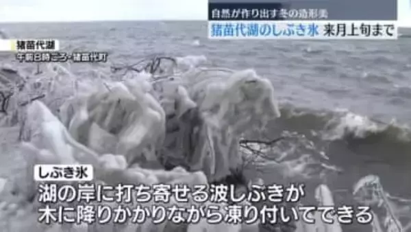 猪苗代湖で「しぶき氷」　自然が作り出す冬の造形美　３月上旬まで楽しめる　福島