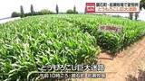 「脱出できるか!? 全長約2キロ　東北最大級「とうもろこし巨大迷路」　福島・鏡石」の画像1