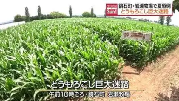 脱出できるか!? 全長約2キロ　東北最大級「とうもろこし巨大迷路」　福島・鏡石