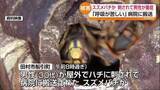「「呼吸が苦しい」スズメバチに刺されたか？男性が屋外でハチに刺され救急搬送　福島・田村」の画像1