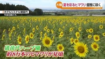 約8万本のヒマワリが見頃　猪苗代ハーブ園で夏の絶景広がる