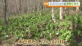 「「幻想的な共演」昭和村ミズバショウとシラカバが見頃　福島」の画像1