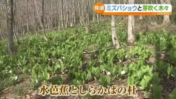「幻想的な共演」昭和村ミズバショウとシラカバが見頃　福島