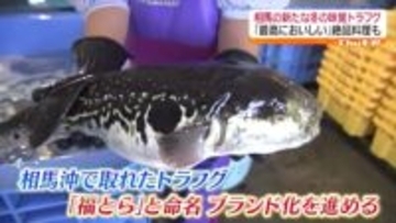 町おこしの期待の星？相馬沖で水揚げ急増…冬の味覚“トラフグ”　ブランド化に…絶品料理も！
