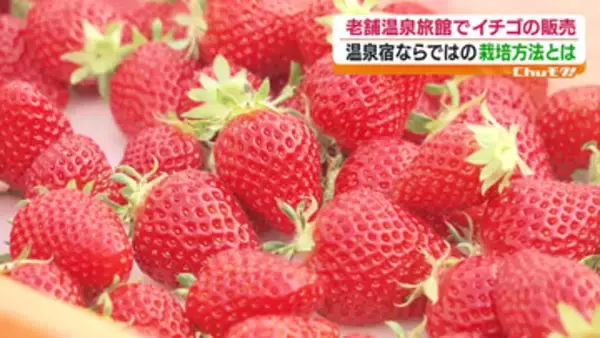 もともとある資源を有効活用！温泉のお湯を使ってイチゴを栽培