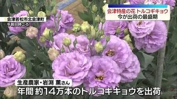 会津特産の花「トルコギキョウ」の出荷が最盛期　福島