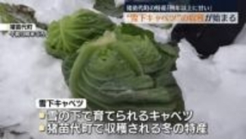 「例年以上に甘い」猪苗代町・雪下キャベツの収穫始まる