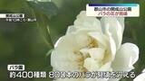 「郡山市の開成山公園でバラの花が見頃　福島」の画像1