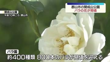 郡山市の開成山公園でバラの花が見頃　福島