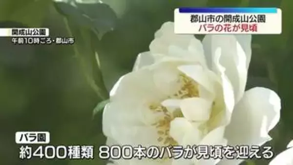 郡山市の開成山公園でバラの花が見頃　福島