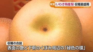 いわき市で梨「豊水」の出荷始まる