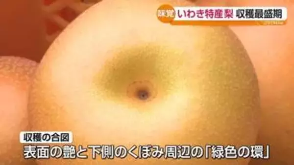いわき市で梨「豊水」の出荷始まる